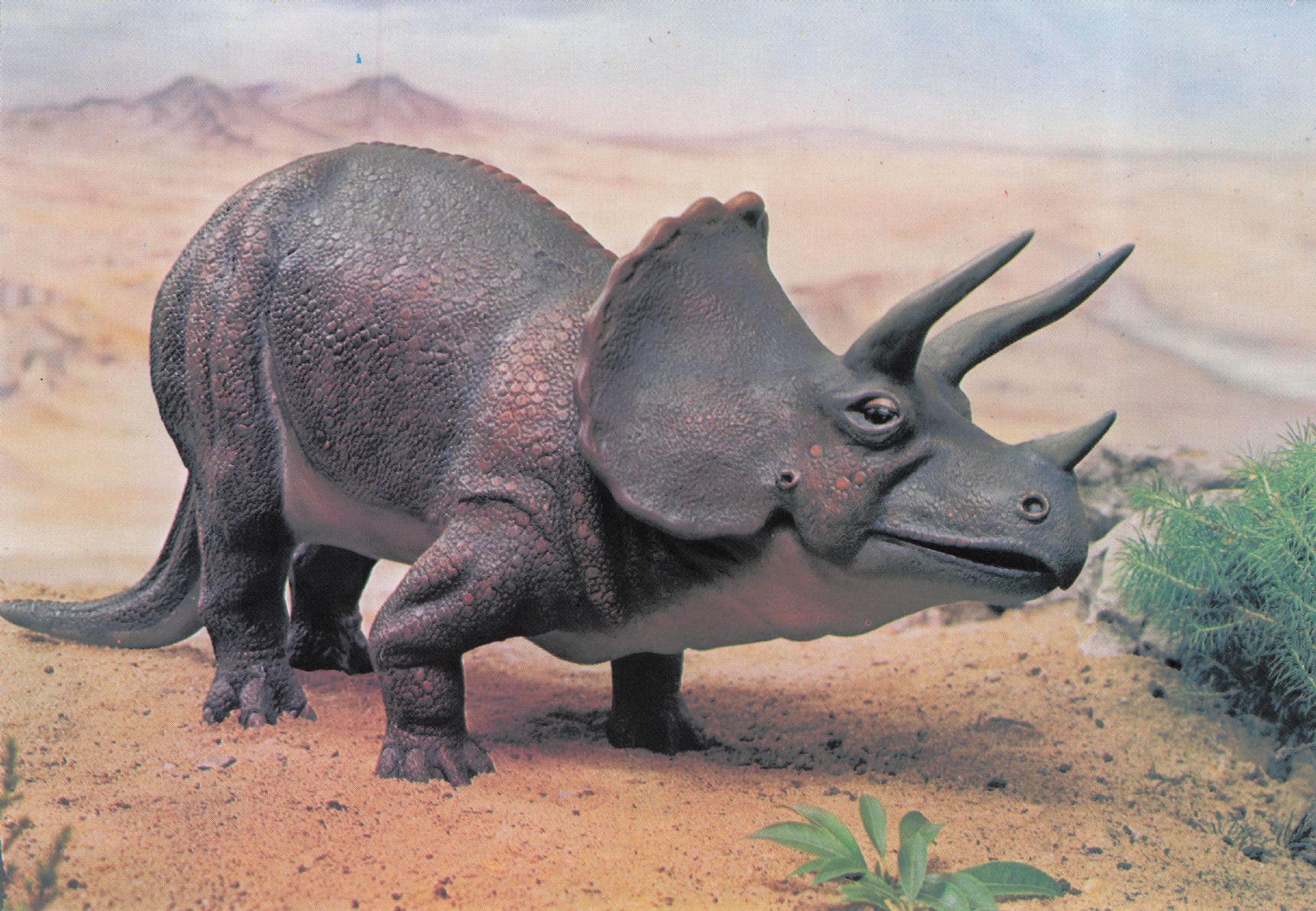 Triceratops Dinosaur Rare Painting Postcard
