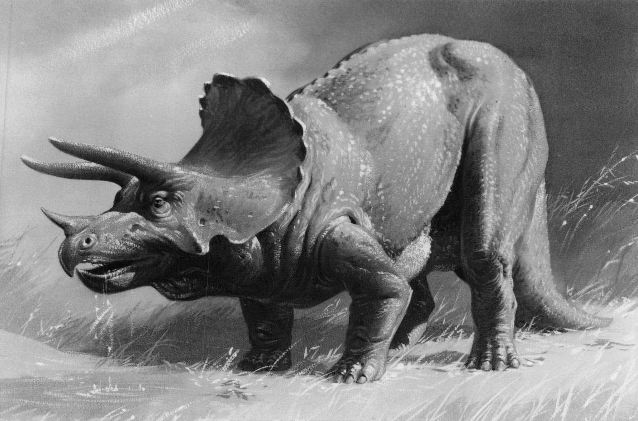 Triceratops Prehistoric Dinosaur Vintage RPC Museum Real Photo Postcard