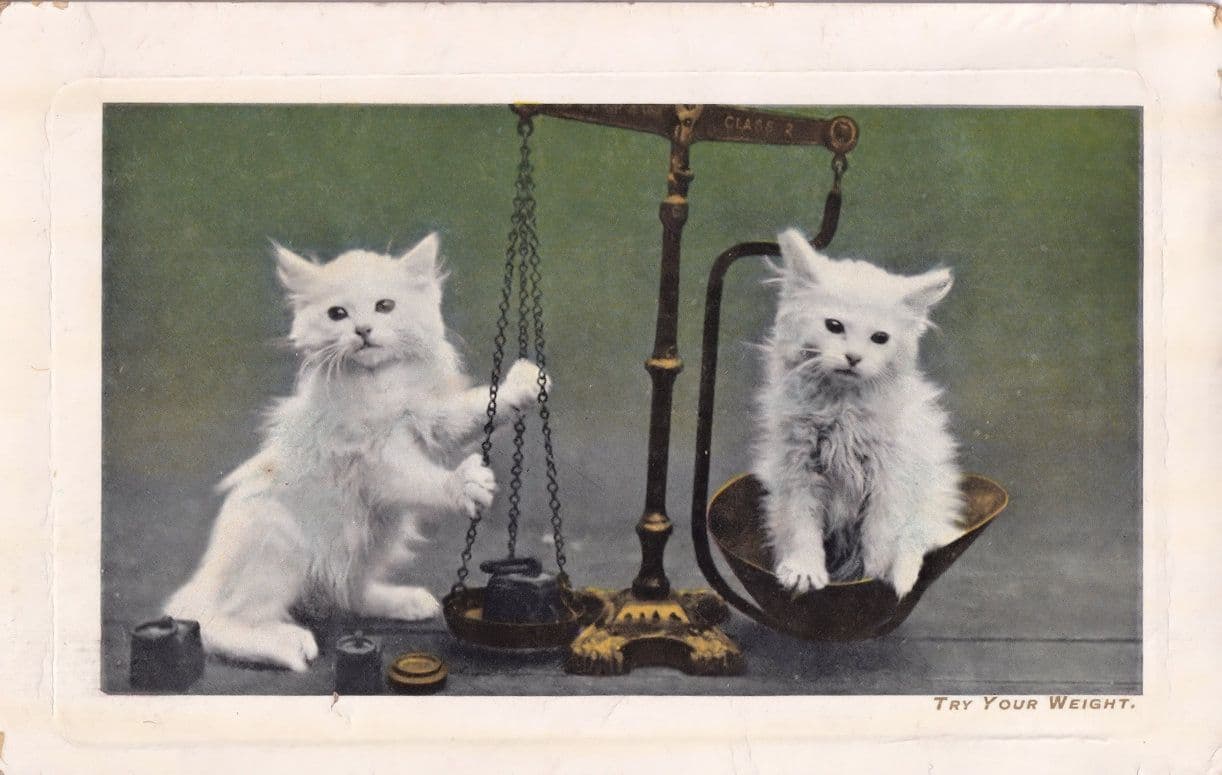Try Your Weight Cats With Scales Antique Kitten Postcard