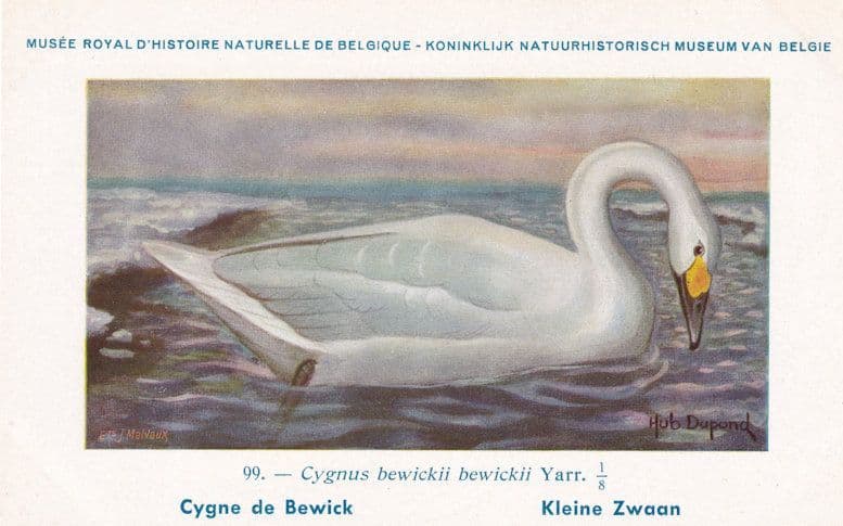 Tundra Swan Cygnus Beweckii Bird Antique Rare Postcard