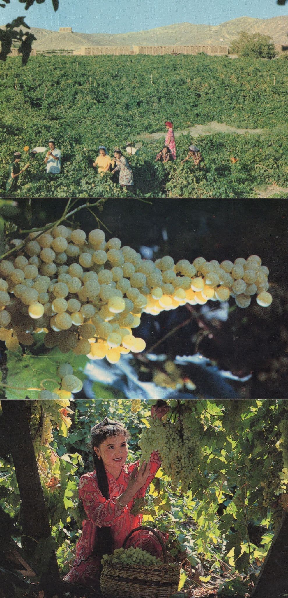 Turfan Xinjiang Grape Pickers Chinese 3x China Postcard s