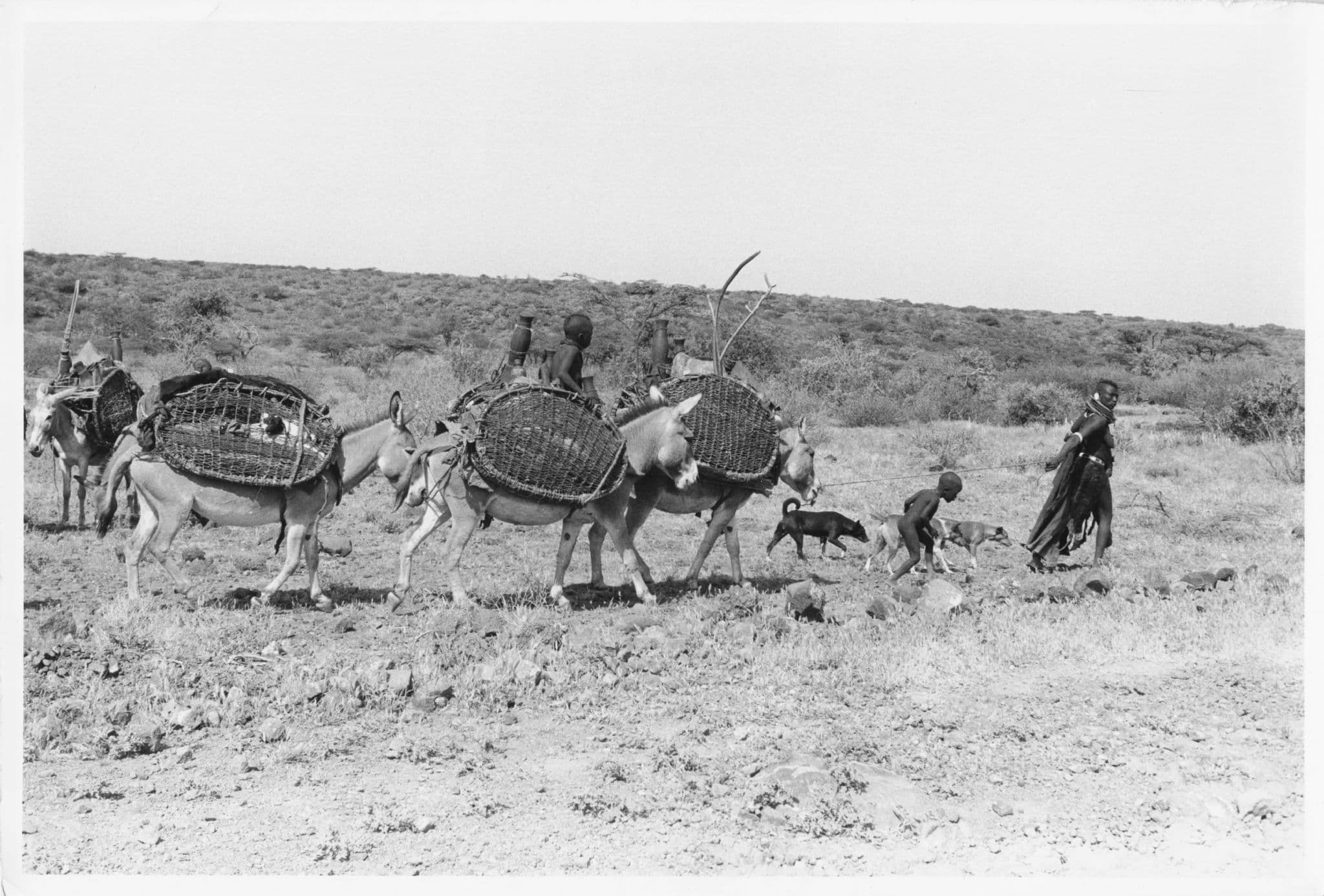 Turkana Family Migrating Ponies 9x7 Kenya Africa Vintage Photo