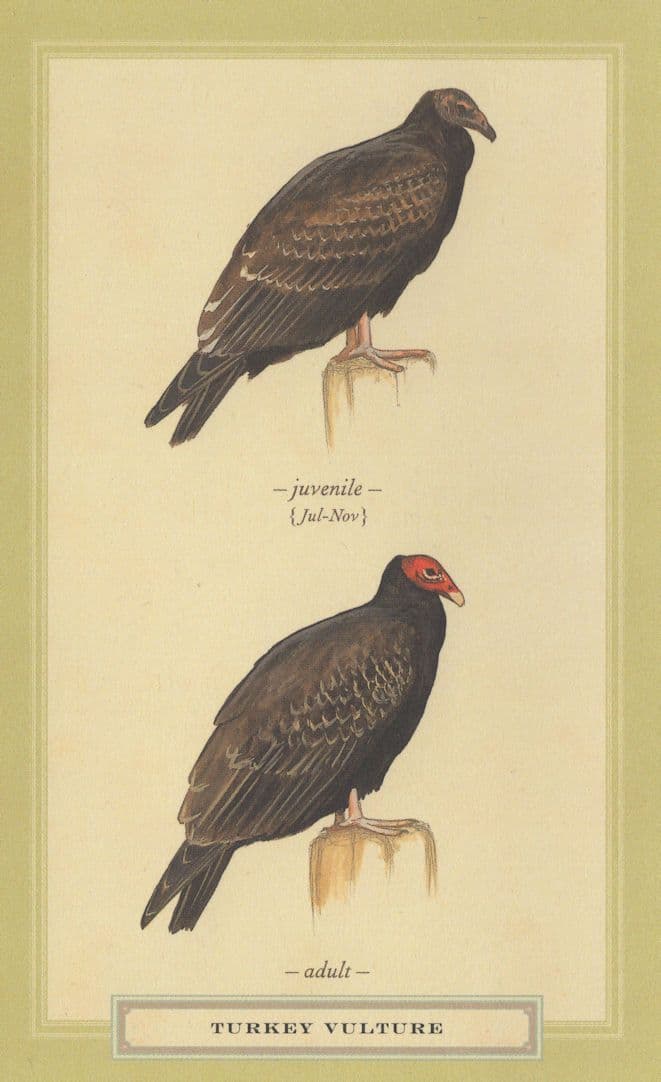 Turkey Vulture Juvenile & Adult Bird Stunning Postcard