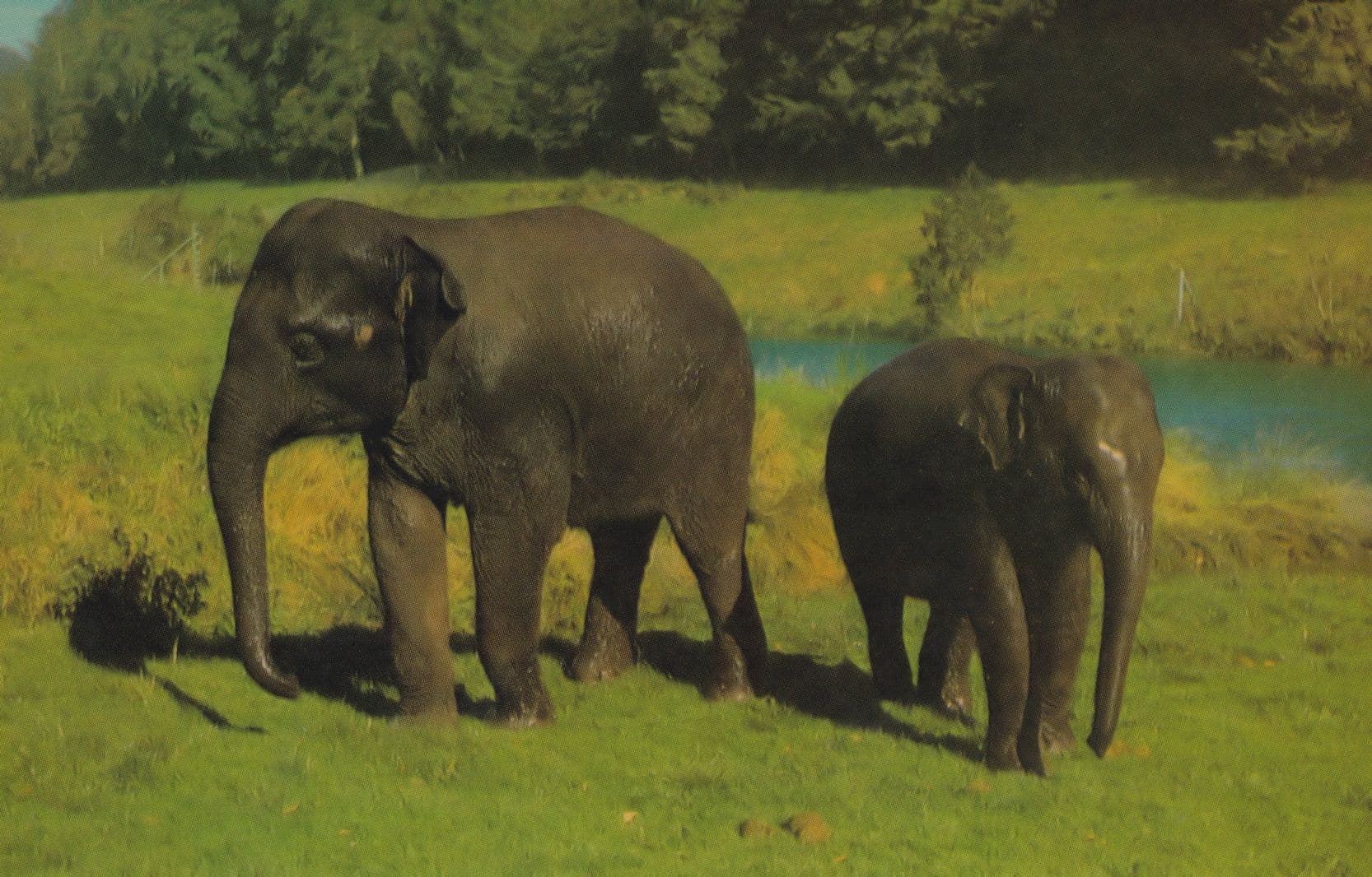 Twiggy St Thomas Somerset Wild Life Park First Elephant 1970s Postcard