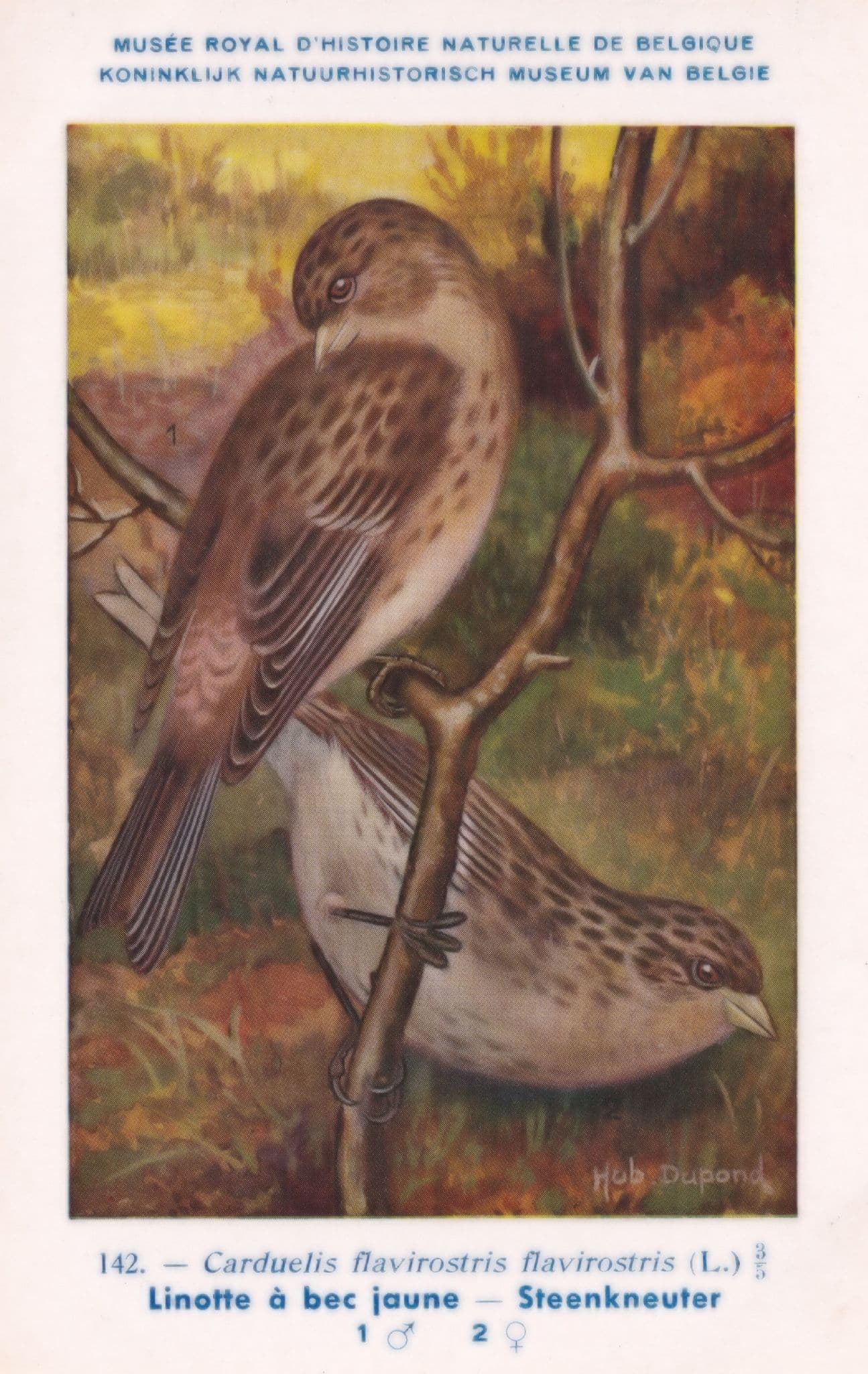 Twite Carduelis Flavirostris WW2 Finch Bird Vintage Rare Postcard