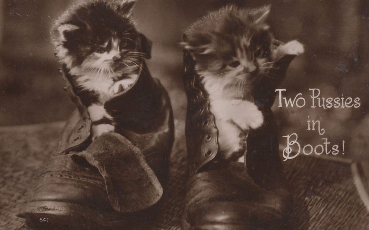 Two Pussies On Boots Antique Cat In Shoe Kitten RPC Comic Postcard