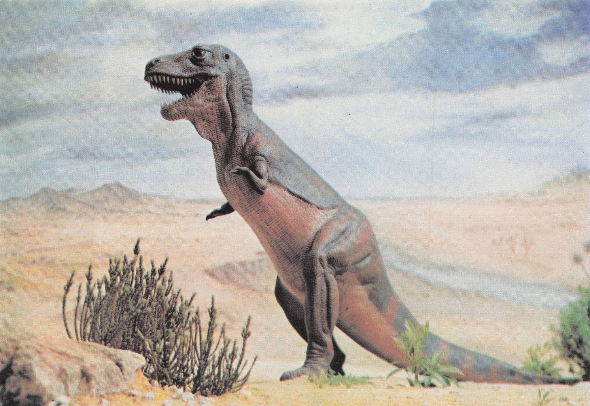 Tyrannosaurus Rex Prehistoric Dinosaur Rare Painting Postcard