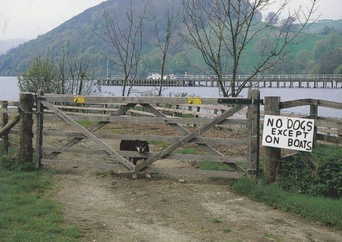 Ullswater Cumbria No Dogs Except On Boats Pooley Bridge Dog Comic Postcard