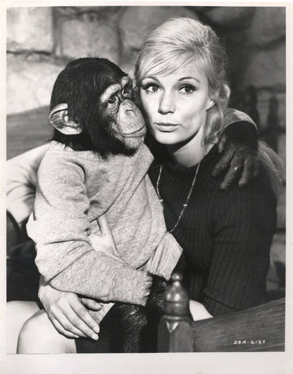 Unidentified Walt Disney Vintage Chimpanzee Monkey Film 10x8 Press Photo