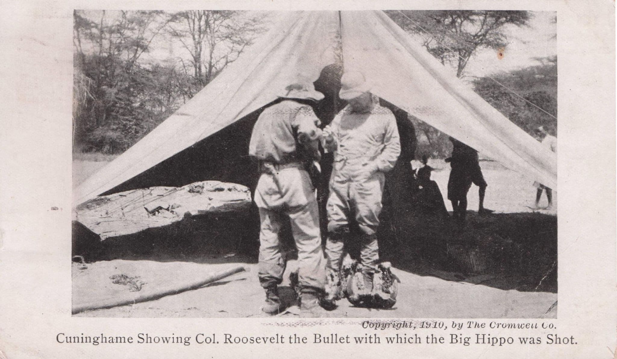 USA President Col Roosevelt Bullet Fired Animal Hunting At Africa Old Postcard
