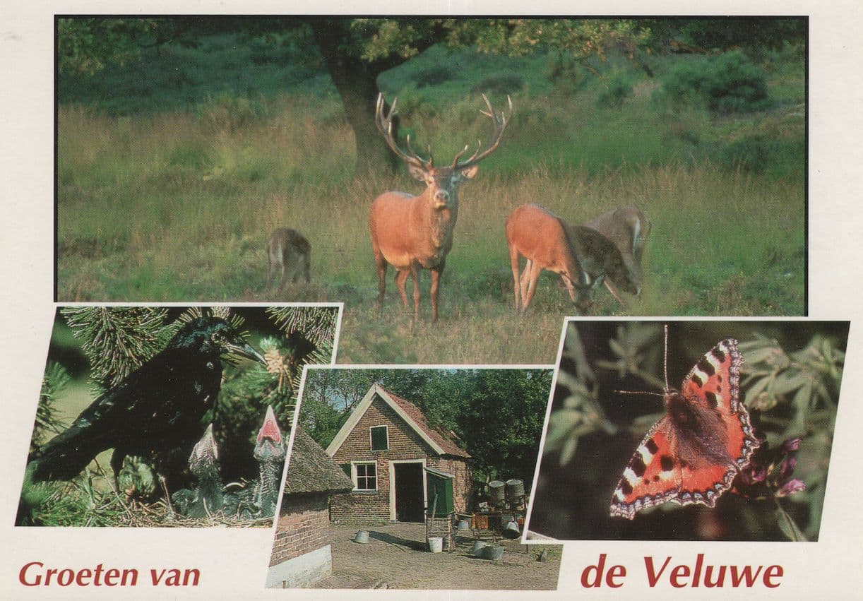 Veluwe Butterfly Deer Bird German Wildlife Park Postcard