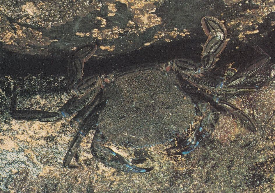 Velvet Swimming Crab Postcard