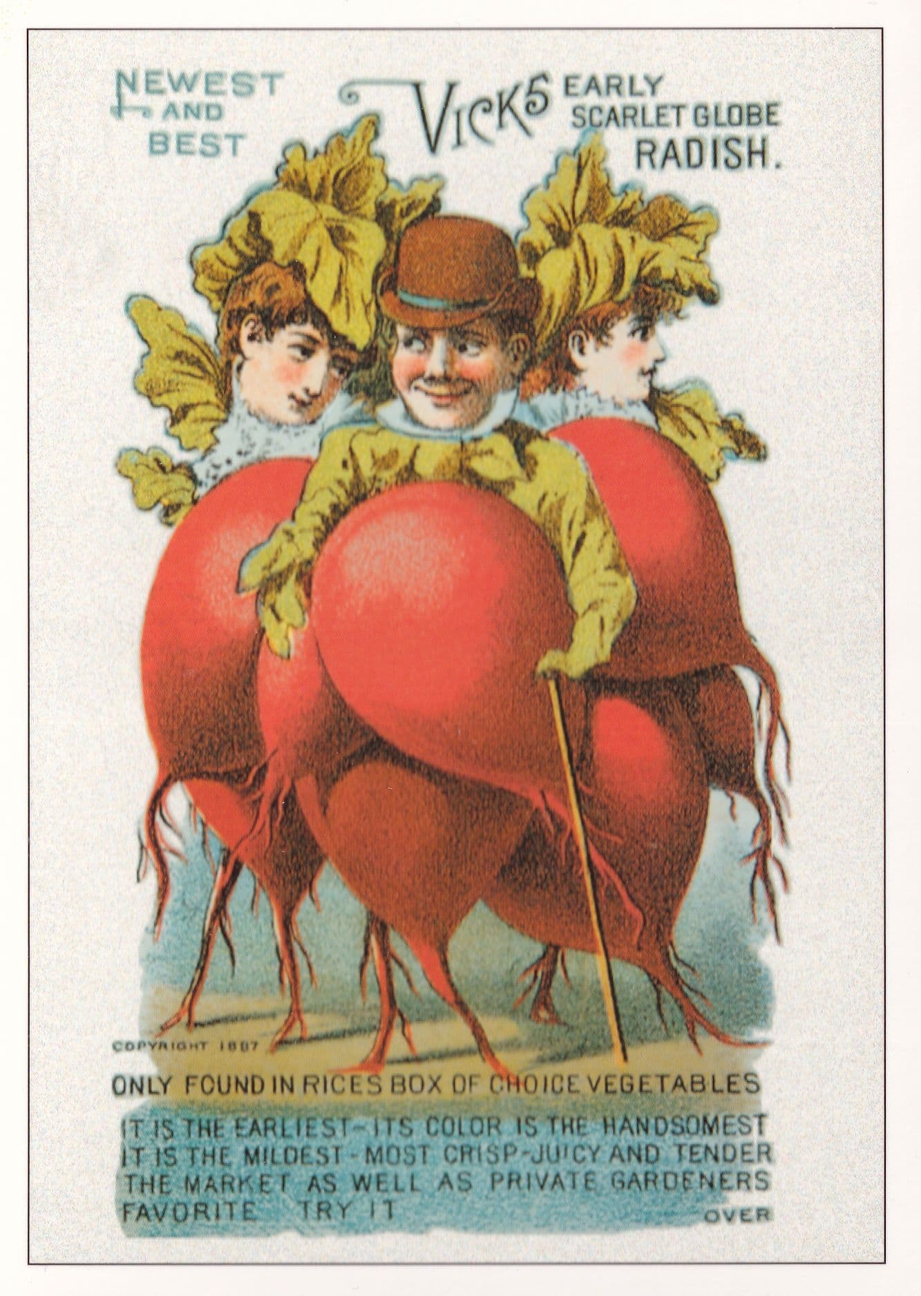 Vicks Scarlet Globe Radish Vegetables Advertising Postcard