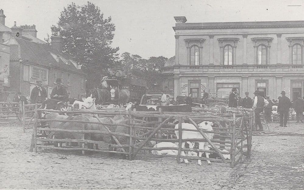 Victorian Angry Calves at Romford Cattle Market Essex Postcard