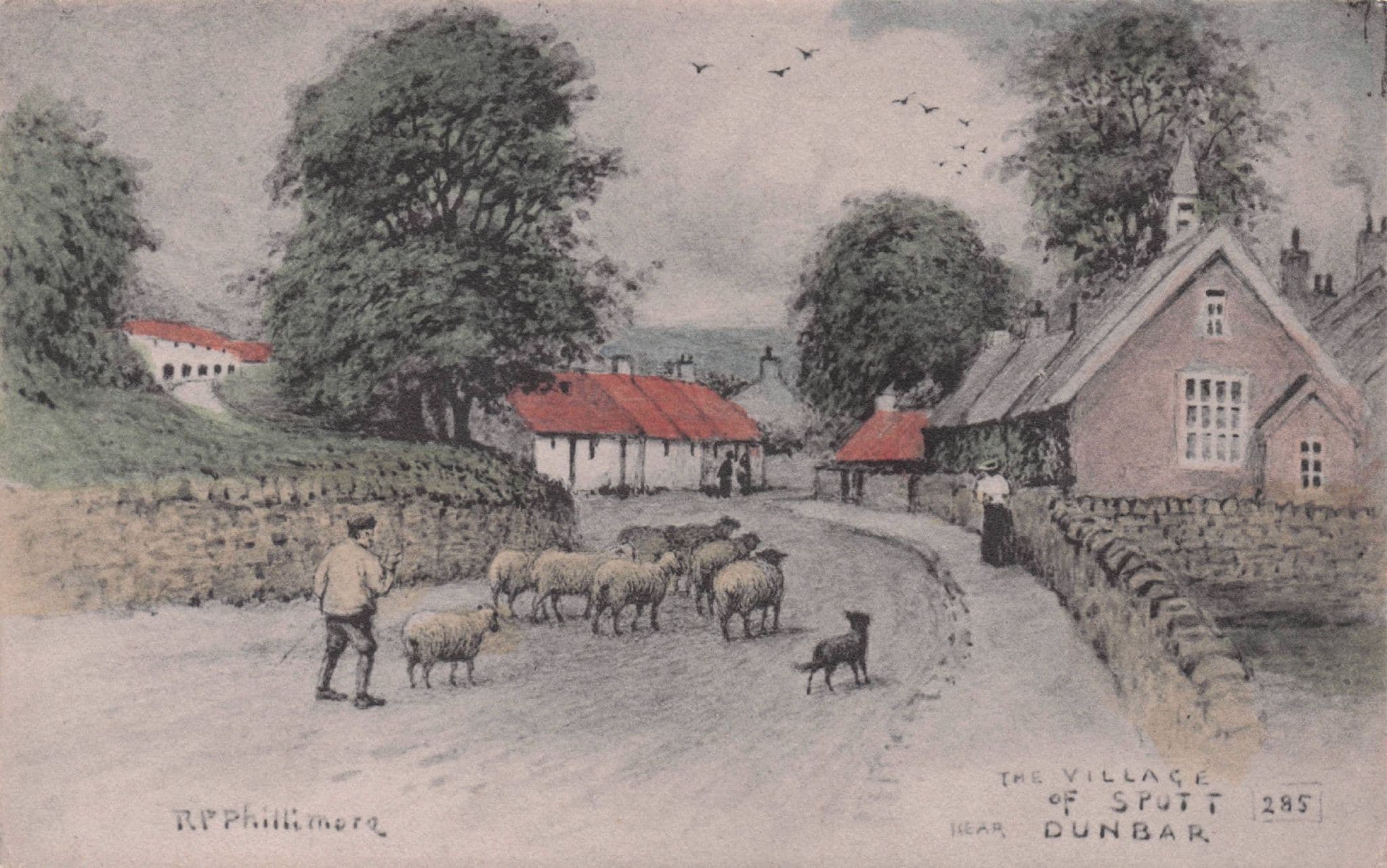 Village Of Spott Dunbar Farm Sheep Antique Scottish Phillimore Postcard