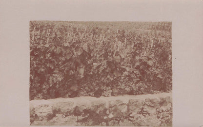 Vineyard at Hotel Windsor Chernex Switzerland Old Real Photo Postcard