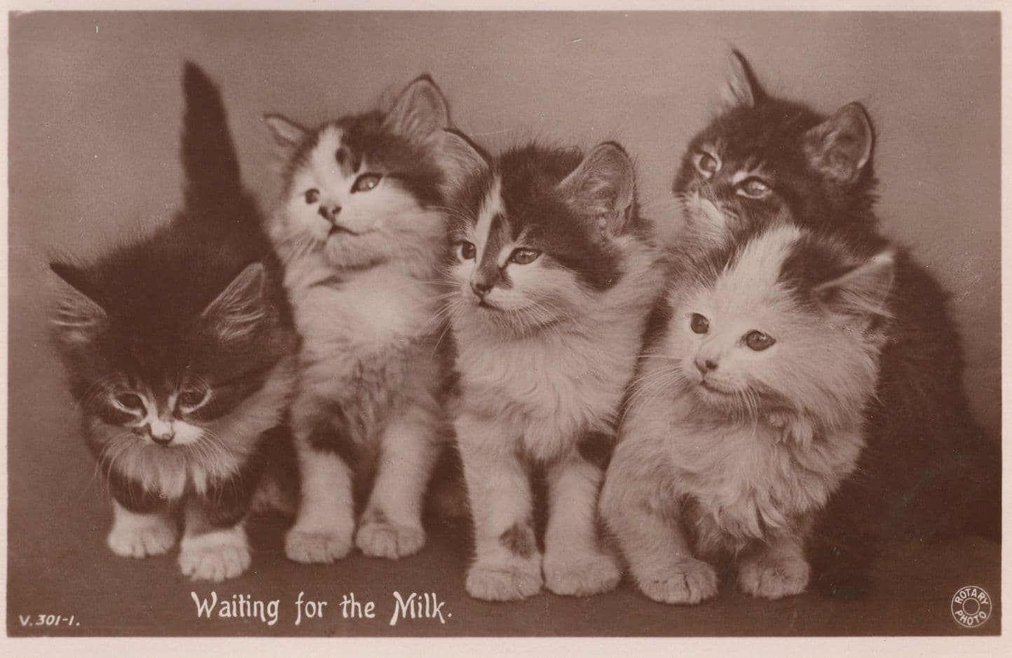 Waiting For The Milk Rotary Antique Real Photo Cat Postcard