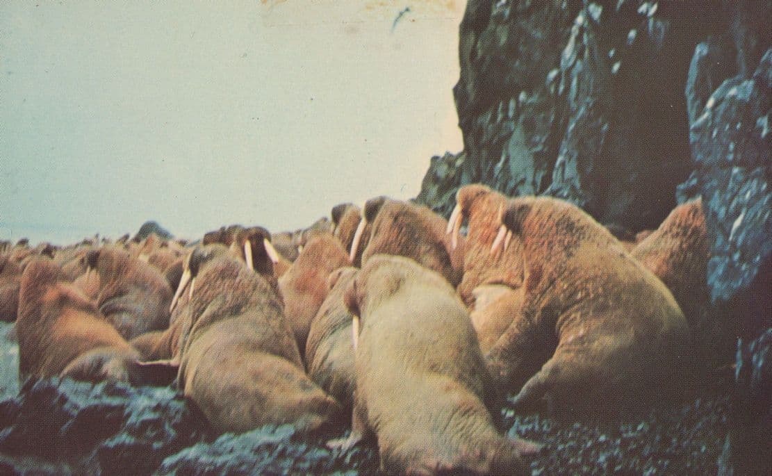 Walrus Island Alaska Rare 1960s Postcard