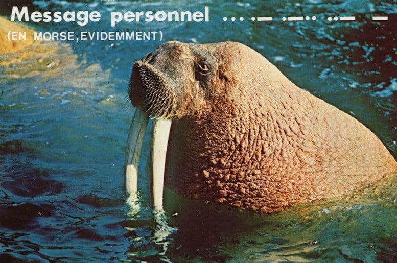 Walrus Polish Poland 1980s Postcard