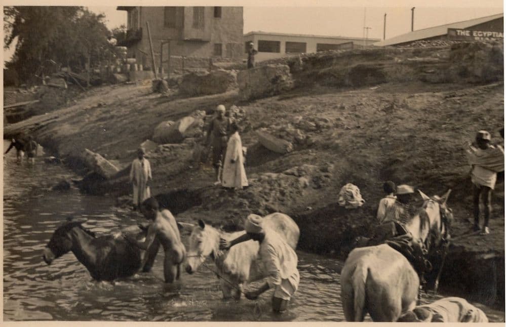 Washing Horses in Natal River Africa Old Postcard