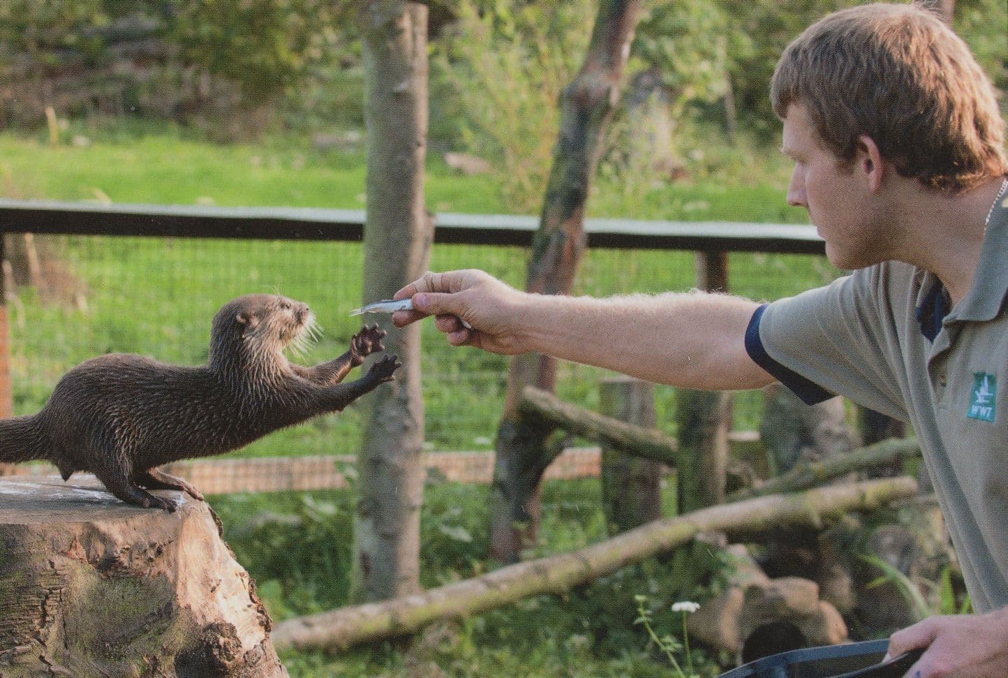 Washington Otter Feed Stunning Wildlife Park Postcard