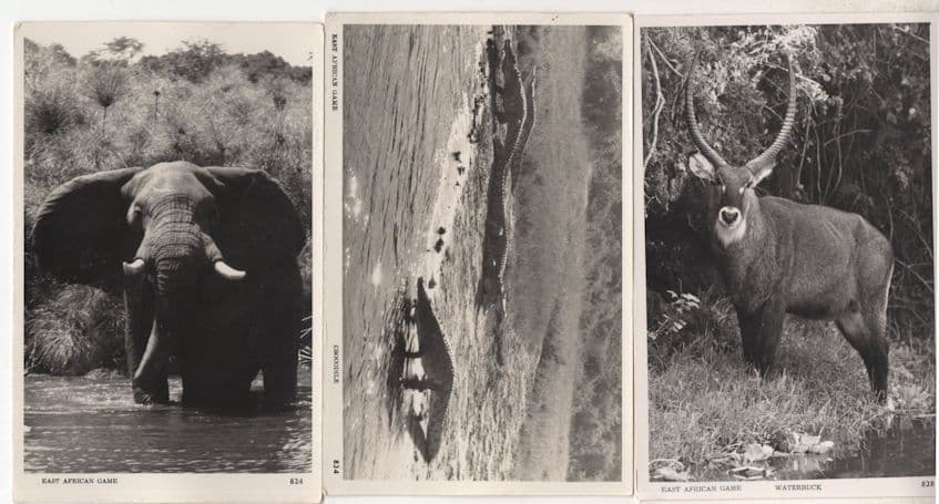 Waterbuck Crocodile Elephant 3x African Game Postcard s