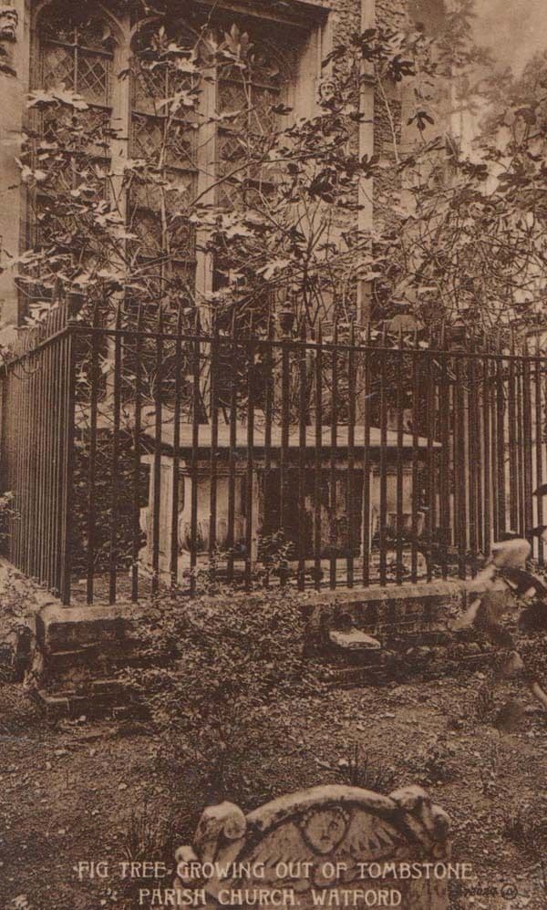 Watford Fig Tree Growing Out Of Tombstone 1919 Antique Postcard + Frank Postmark
