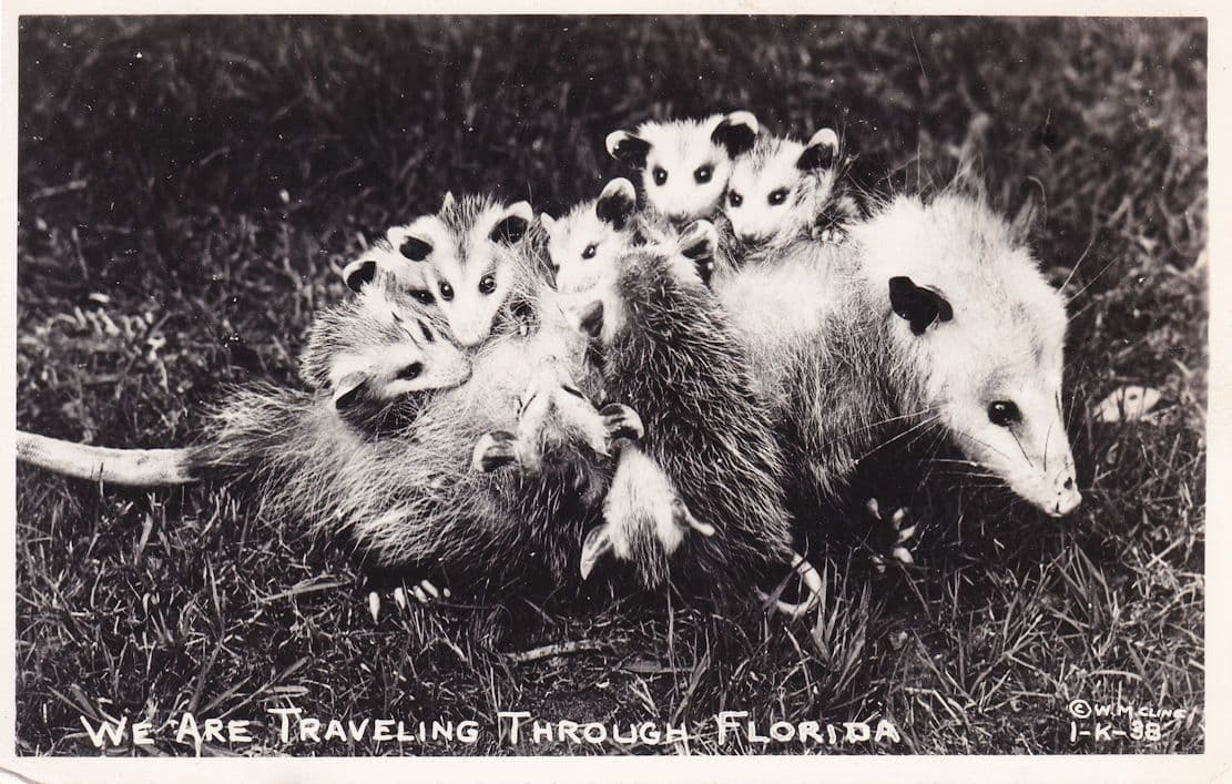 We Are Travelling Through Florida Rodents Antique RPC Postcard