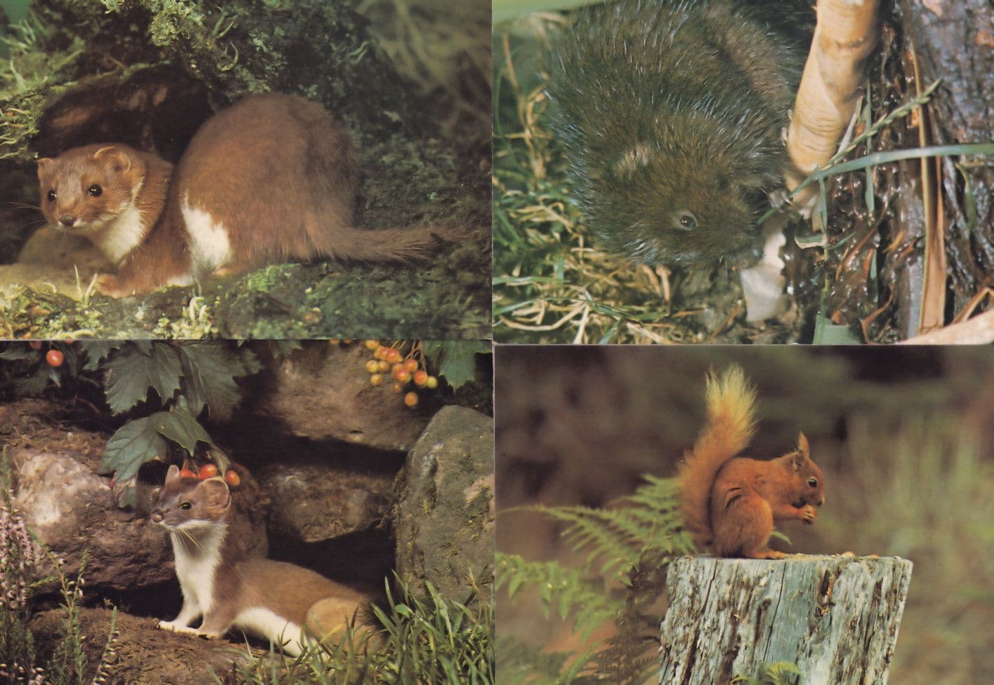 Weasel Stoat Red Squirrel Water Vole 4x 1970s Arthur Dixon Postcard s