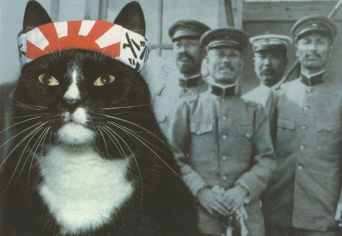 Weigall Tokyo Japanese Military Cat Soldier Rare Cats Postcard