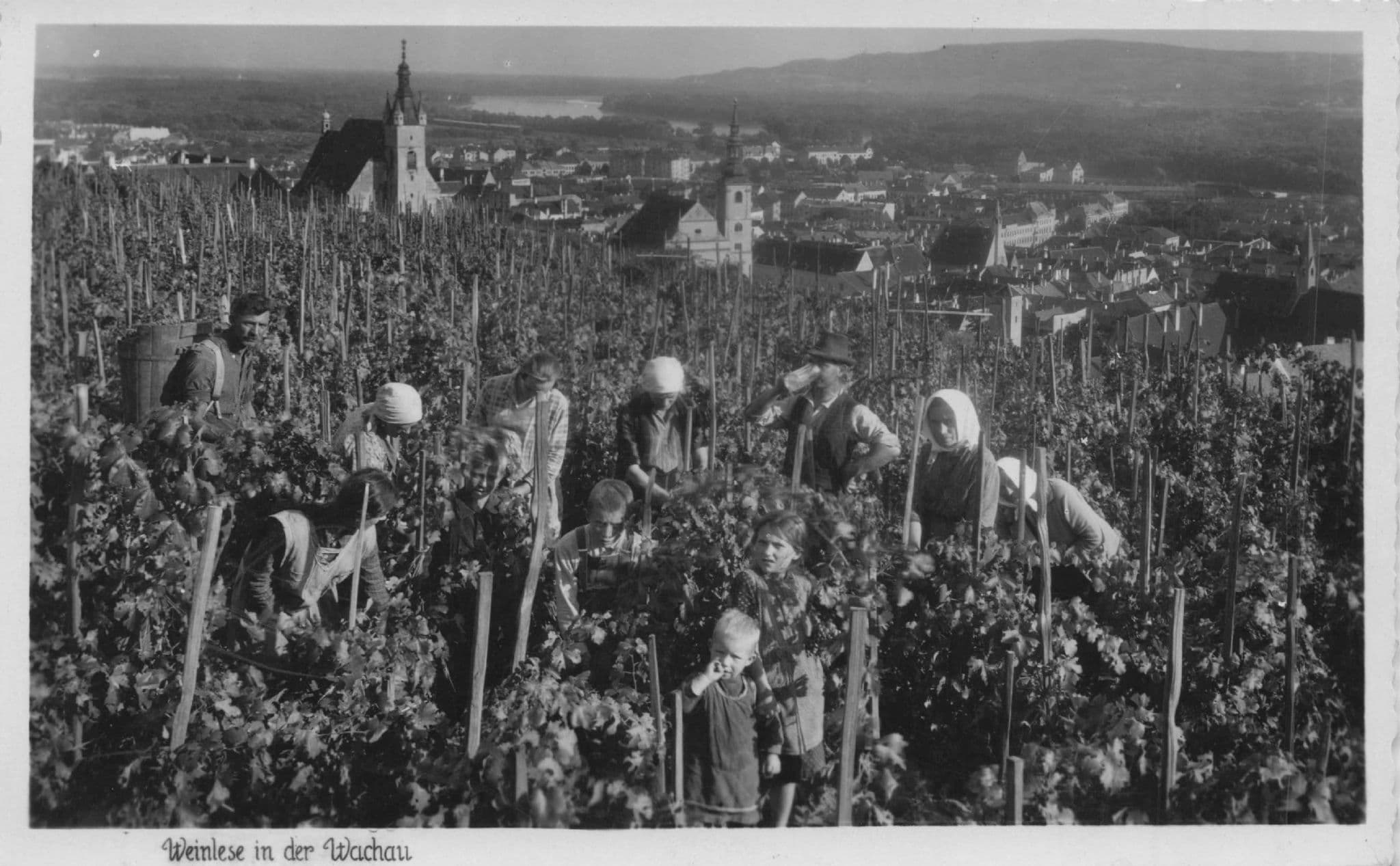Weinlese In Der Wachau Wine Grape Harvest Workers German Old Photo Postcard
