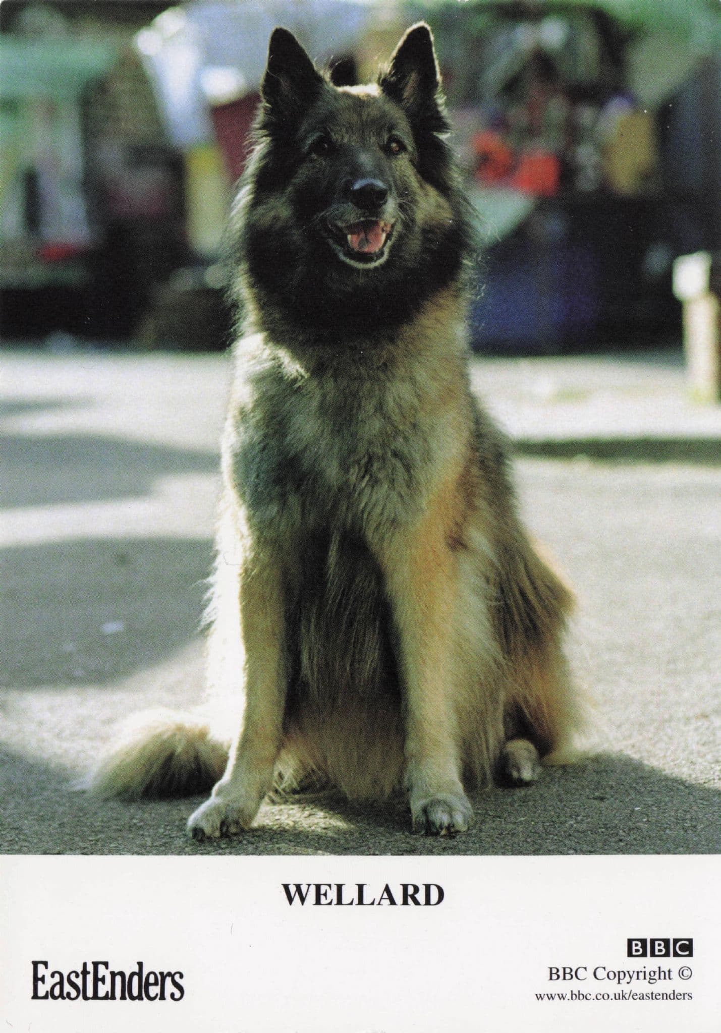 Wellard BBC Eastenders TV Show Dog Official Rare Cast Card Photo
