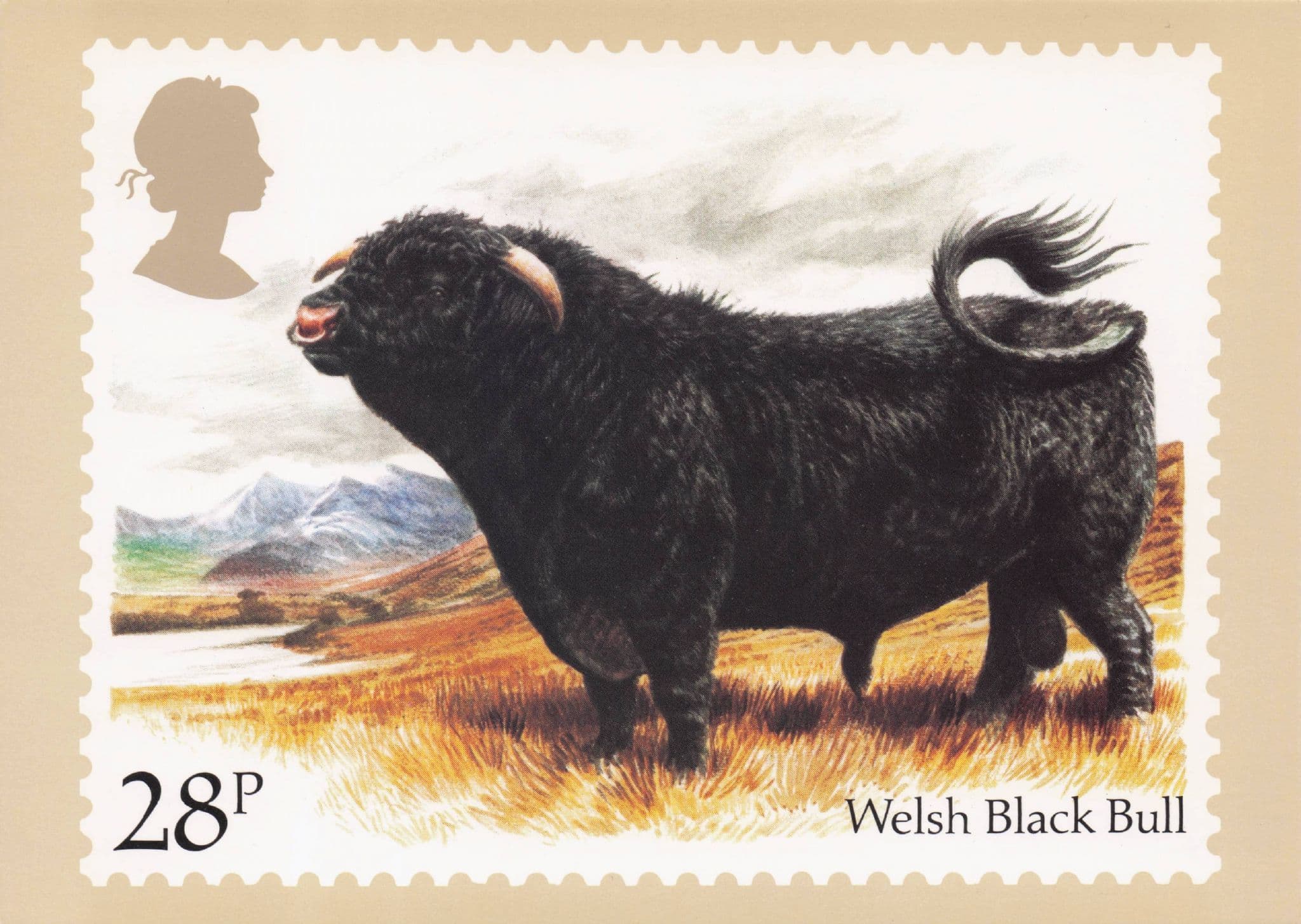 Welsh Black Bull Wales Farming Cattle Painting Royal Mail Postcard