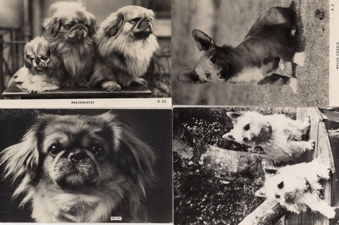 Welsh Corgie Pekingese 4x Vintage Dog Real Photo Postcard s