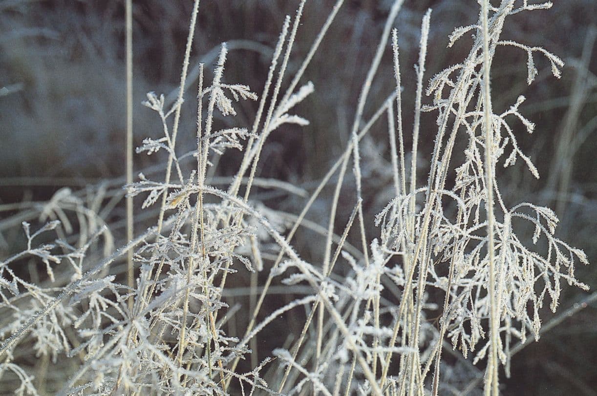 Welsh Flowers Yn Y Bore Gaeaf Winter Local Photographer Postcard