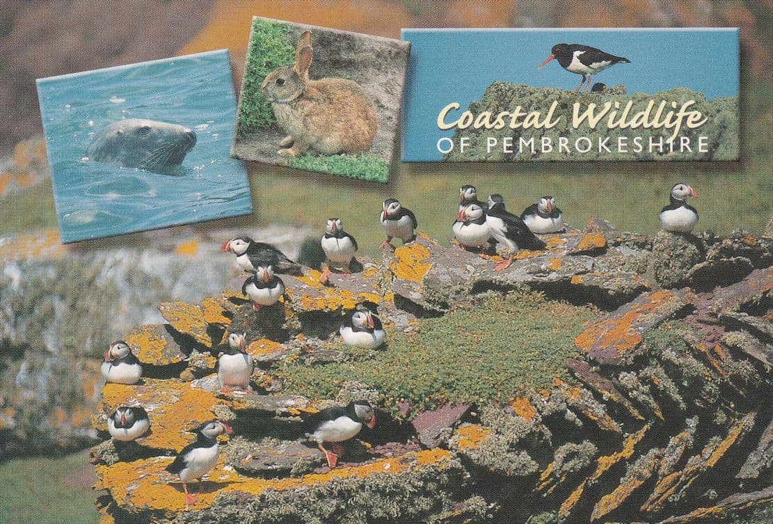 Welsh Puffin Birds Coastal Wildlife Of Pembrokeshire Postcard