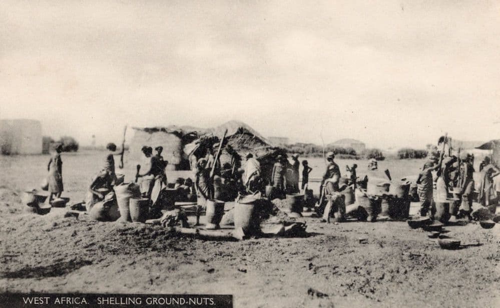 West African Shelling Ground Nuts Antique Postcard