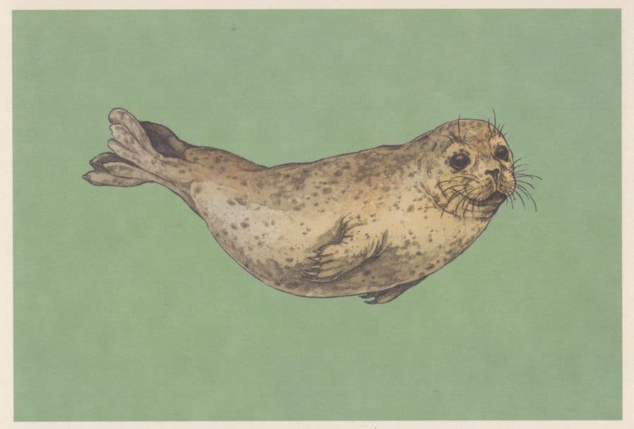 West Indian Manatee with Giant Whiskers Fish Painting Postcard