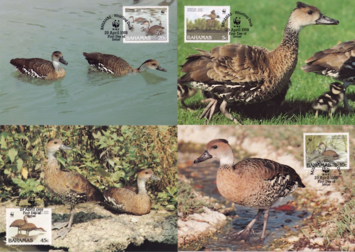 West Indian Whistling Duck Bahamas Bird 4x WWF Stamp First Day Cover Postcard s