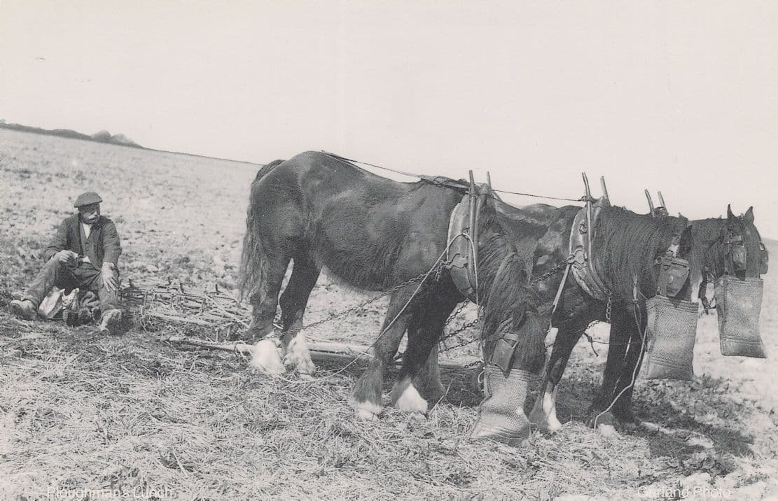 West Sussex Horses Carter & Check Rains in 1933 Postcard