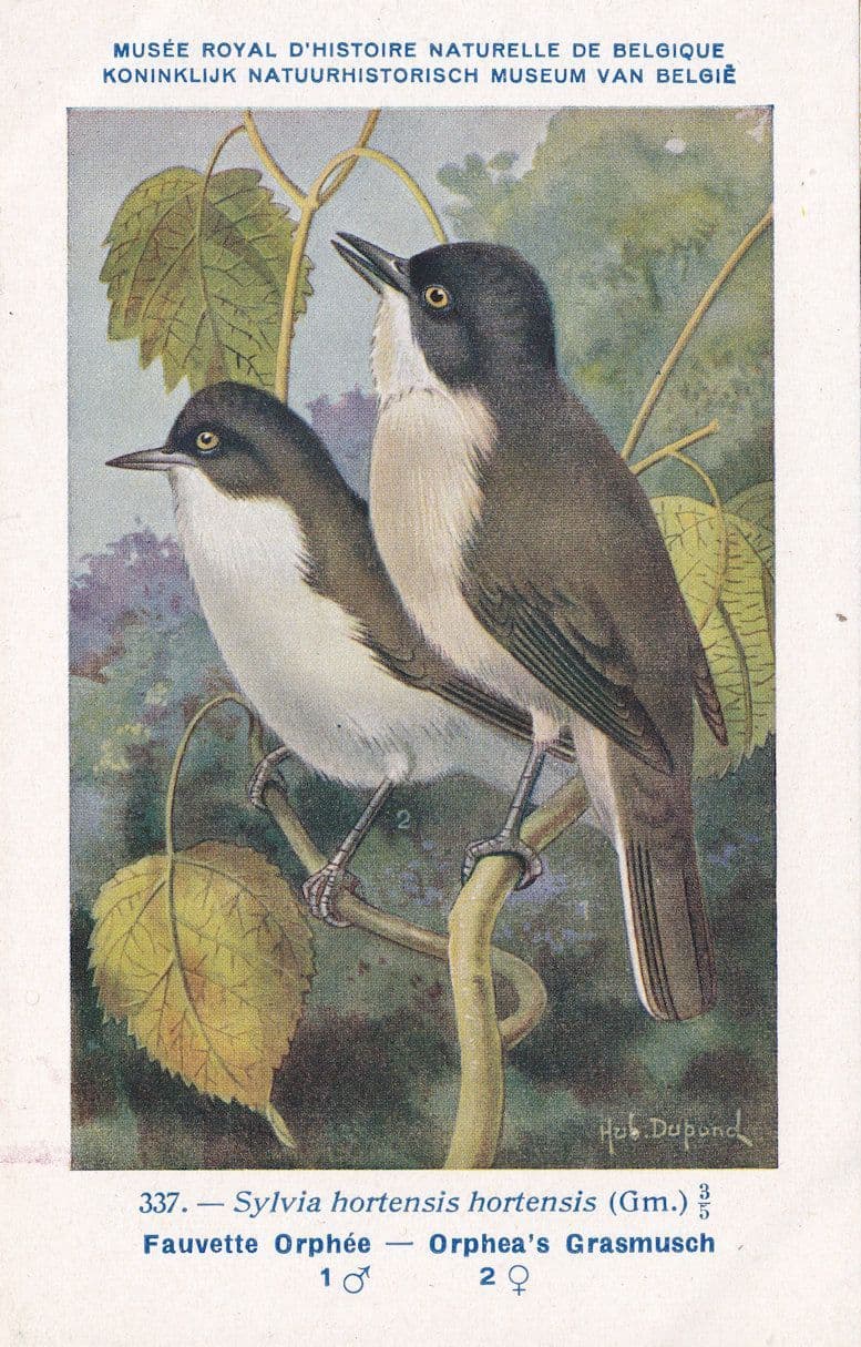 Western Orphean Warbler Sylvia Hortensis Bird WW2 Rare Postcard