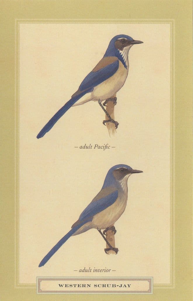 Western Scrub Jay Pacific Bird Stunning Postcard