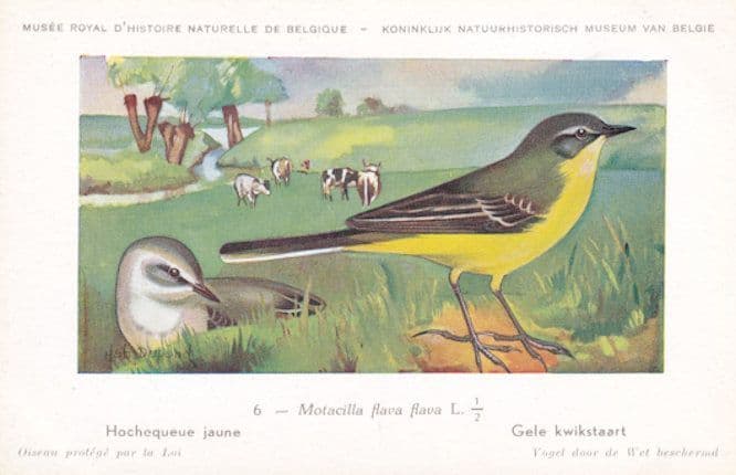 Western Yellow Wagtail Motacilla Flava Rare WW2 Bird Postcard