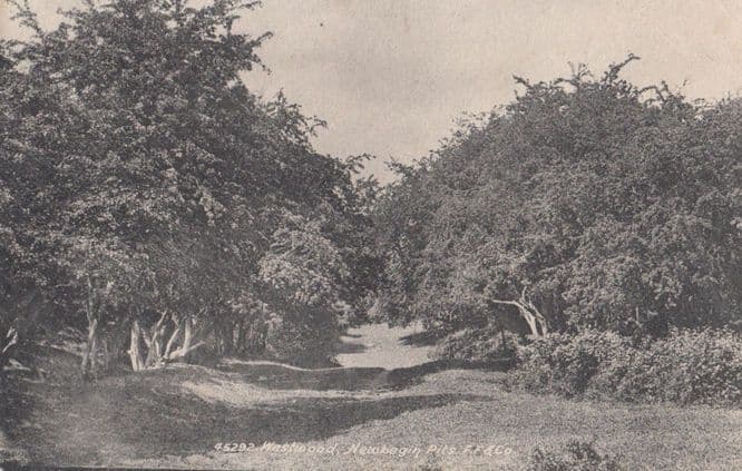 Westwood Newbegin Pits Forest Path Antique 1903 Yorkshire Postcard