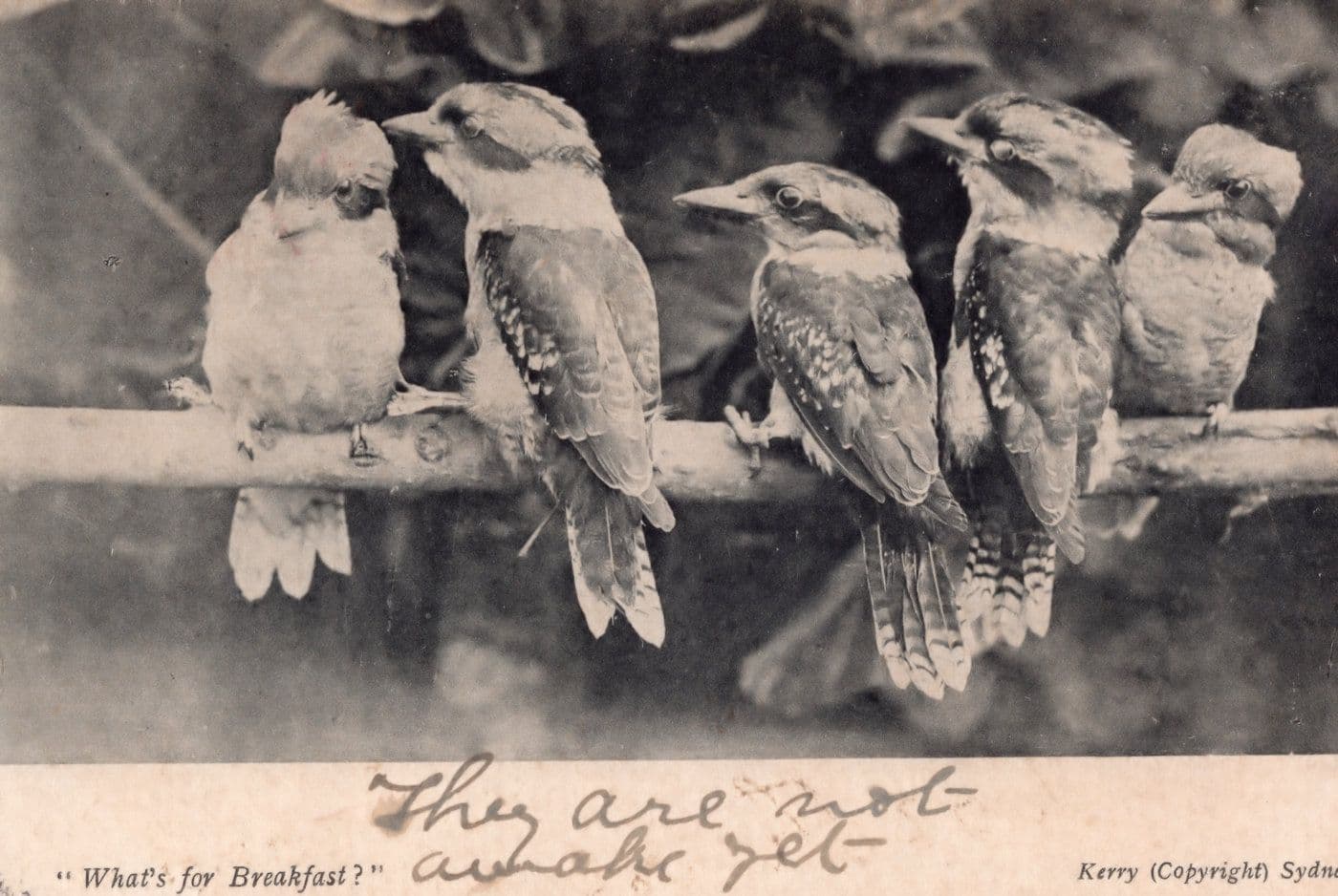 Whats For Breakfast Kerry Sydney Australian Bird Comic Photo Postcard