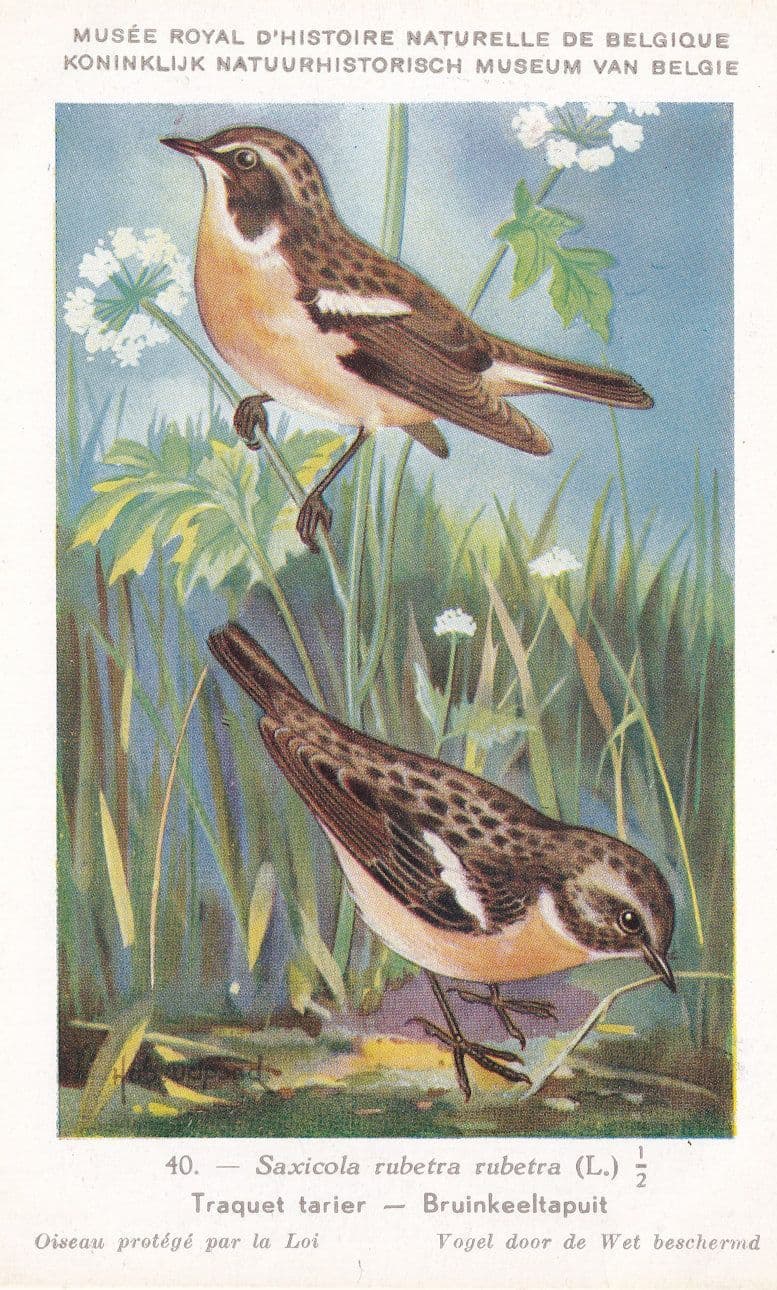 Whinchat Saxicola Rubetra Bird WW2 Rare Postcard