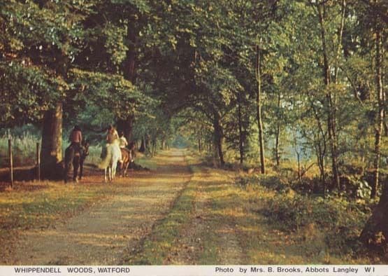 Whippendell Woods Equestrian Horse Pony Hertfordshire Womens Institute Postcard
