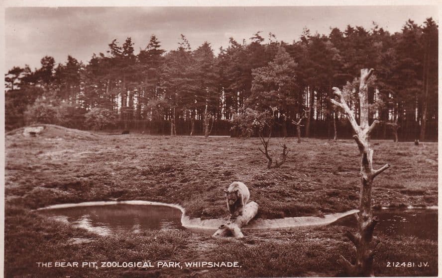 Whipsnade Zoo Zoological Park The Bear Pit Real Photo Postcard
