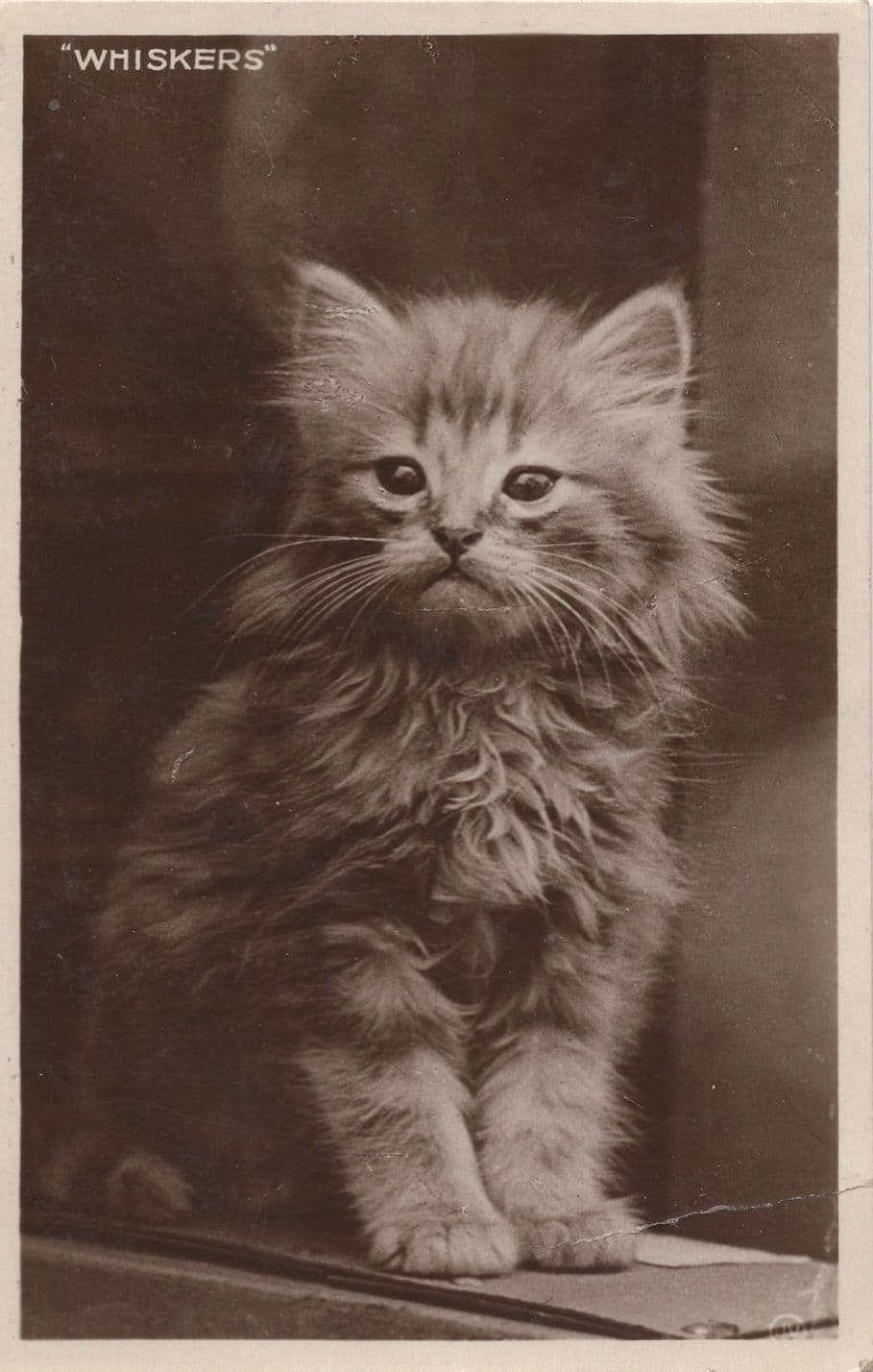Whiskers Valentines Cat Kitten Old Real Photo Postcard