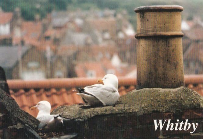 Whitby Coronation Street Style Opening Credits Chimney Pot Roof Seagull Postcard